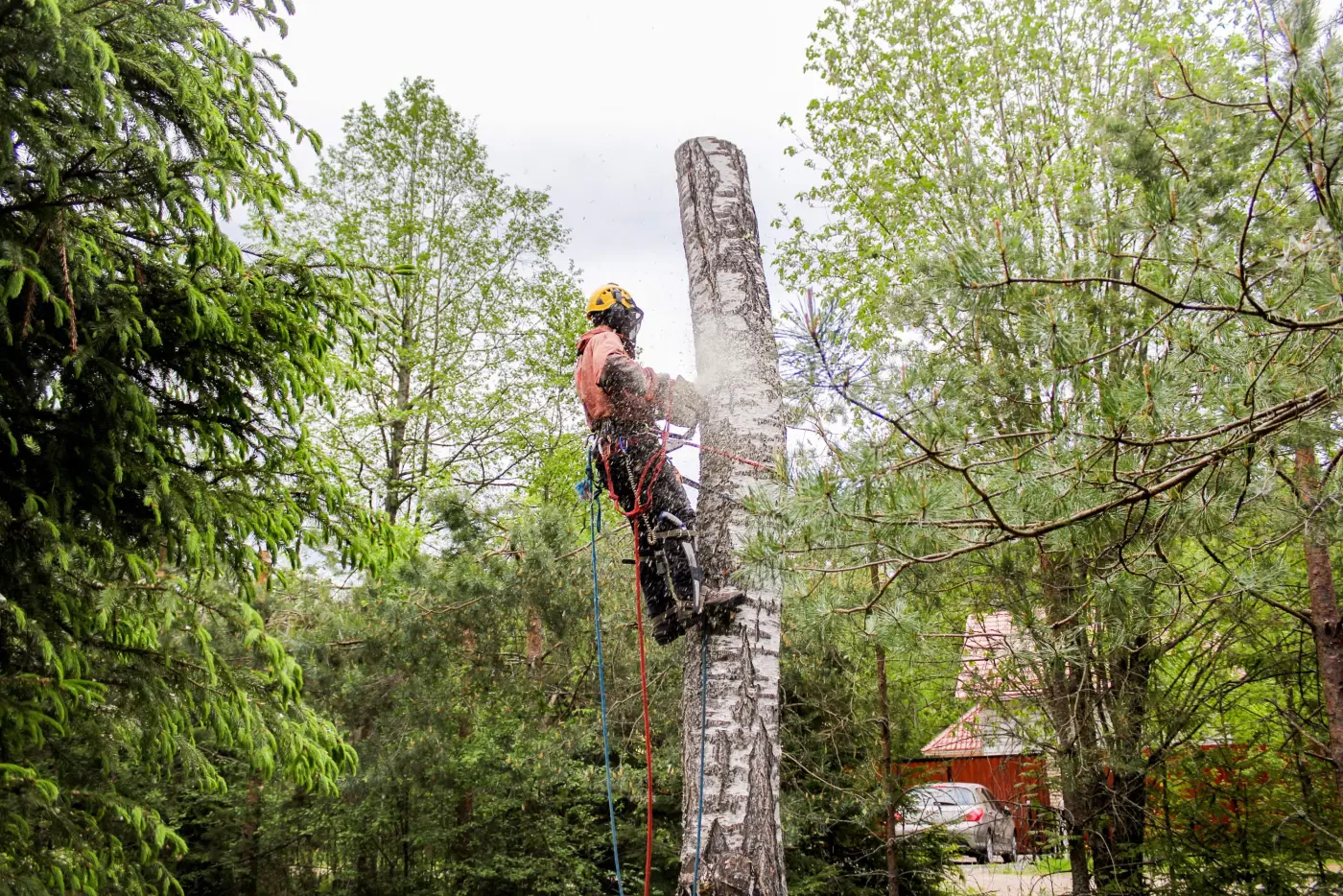 Abattage d'un arbre par démontage en technique de corde