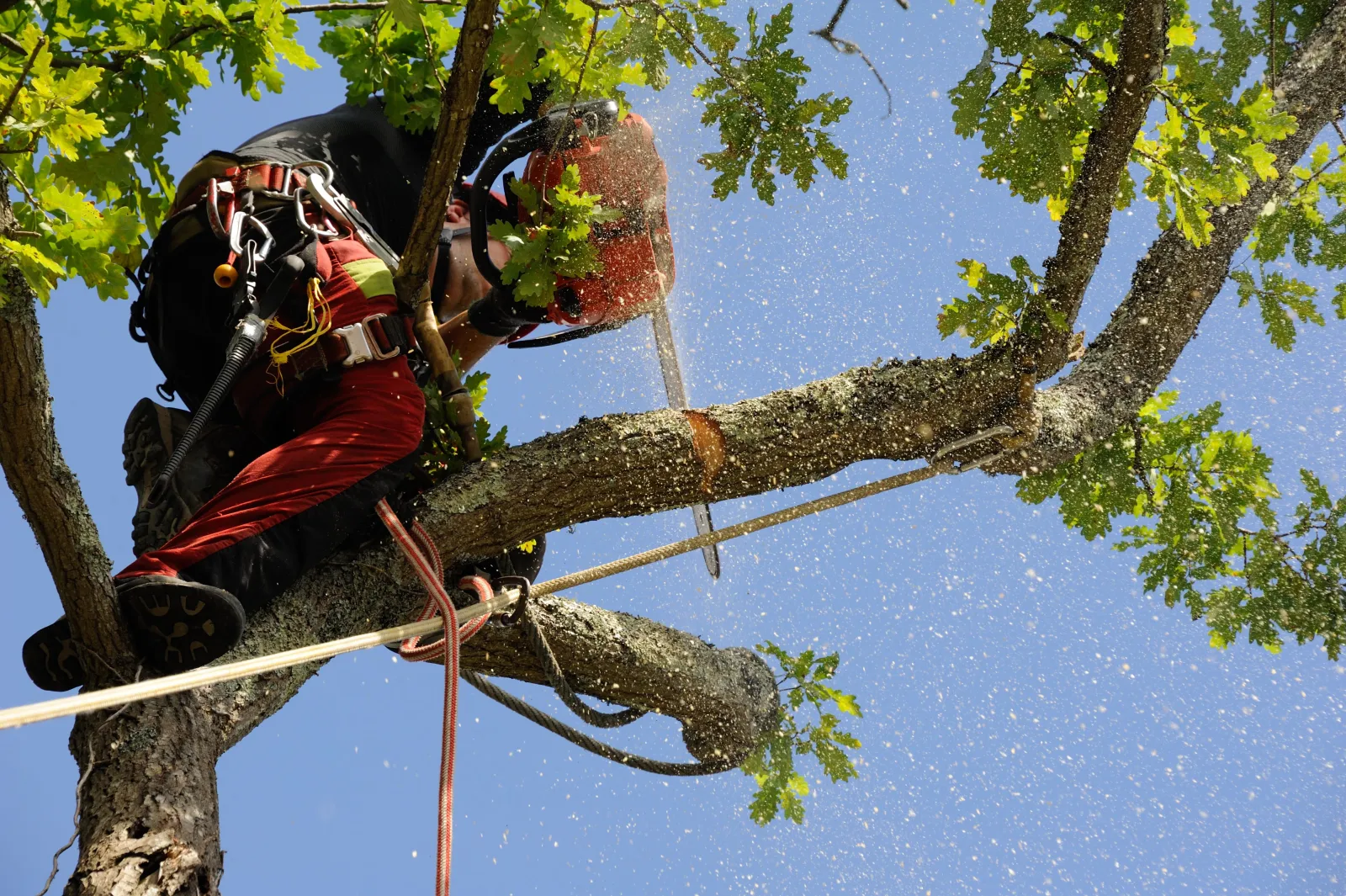 Démontage d'une branche à la tronçonneuse en technique de corde dans le Var