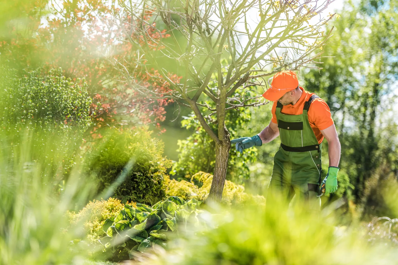 Diagnostic d'un arbre par un arboriste dans un jardin