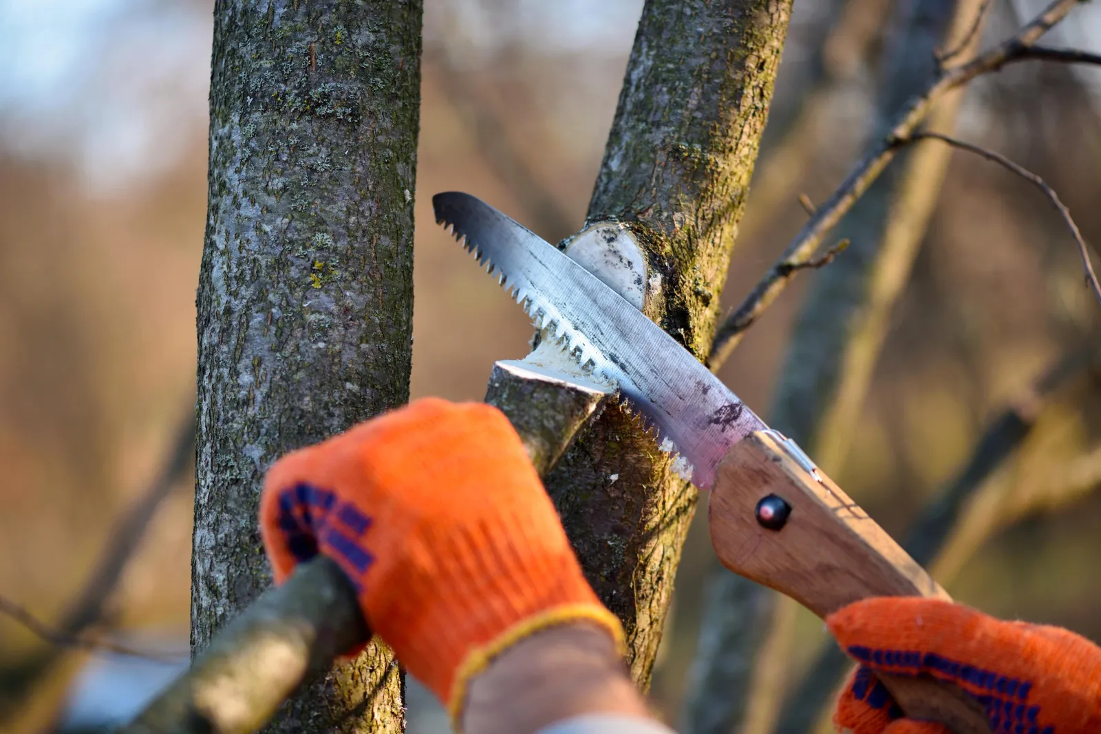 Taille d'une branche à la scie manuelle